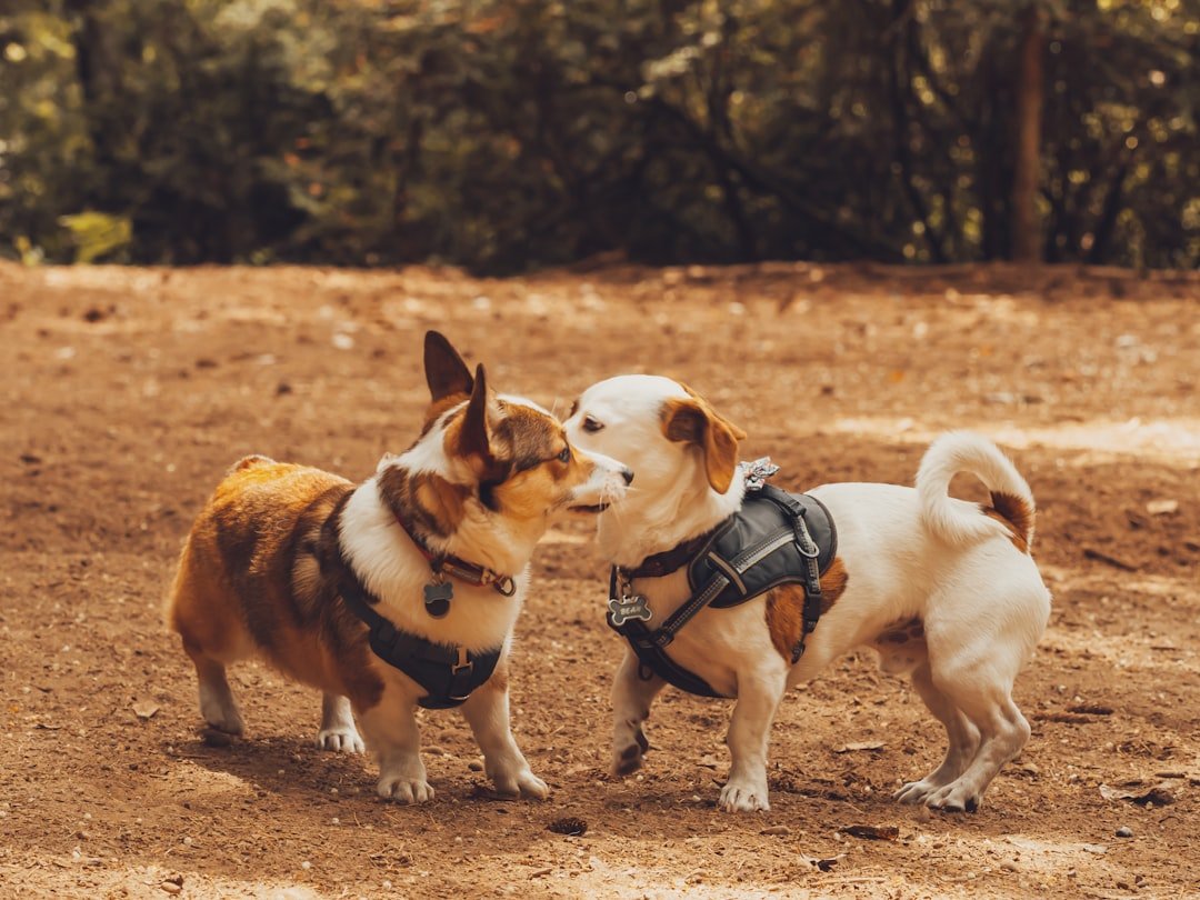 The Small Size Advantage That Changes Everything (image credits: unsplash)