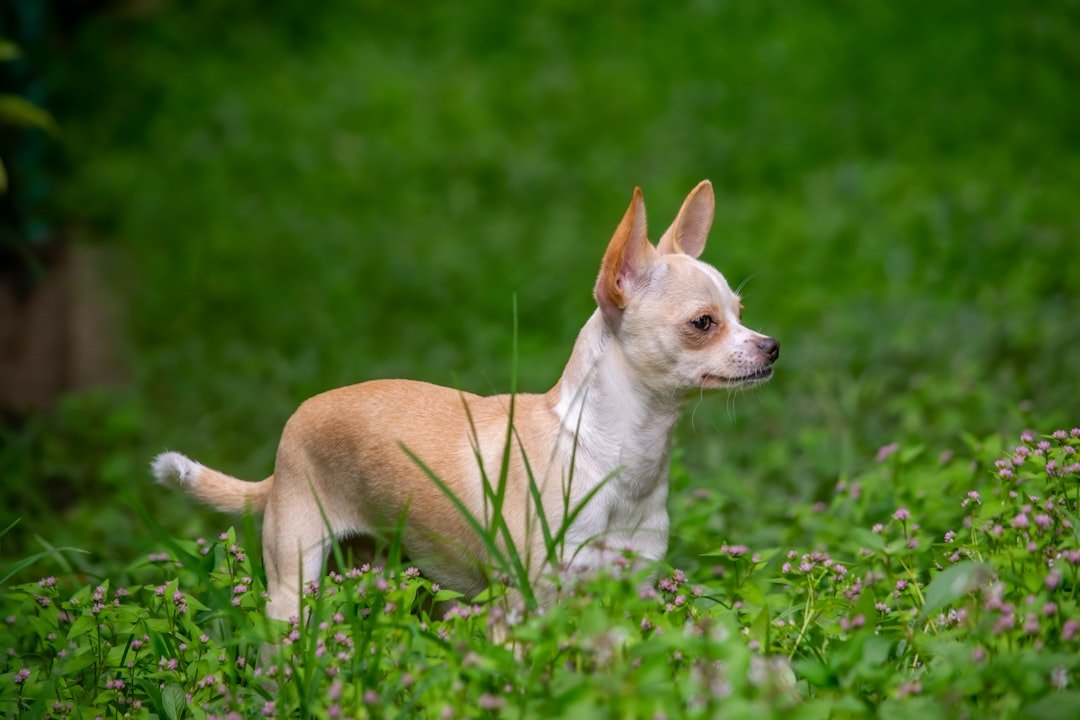 Chihuahuas: The Tiny Titans of Dog Longevity (image credits: unsplash)