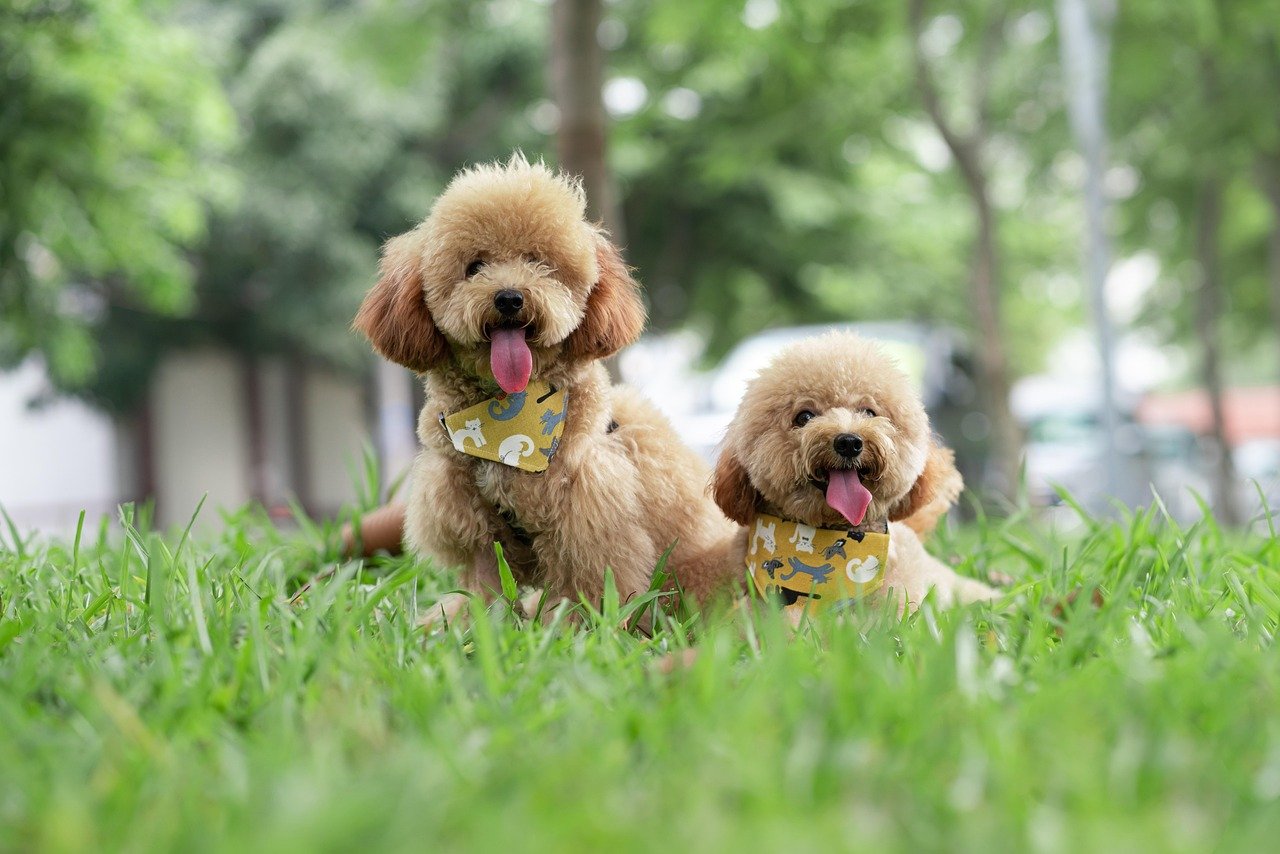 Toy Poodles: Curly-Haired Champions of Time (image credits: pixabay)