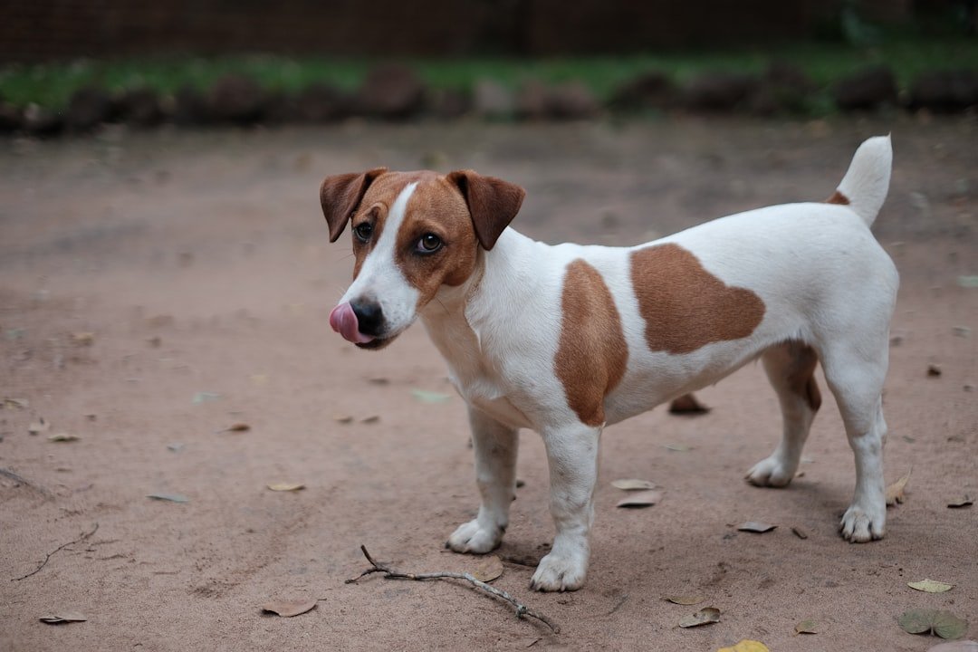 Jack Russell Terriers: Small Dogs with Giant Lifespans (image credits: unsplash)