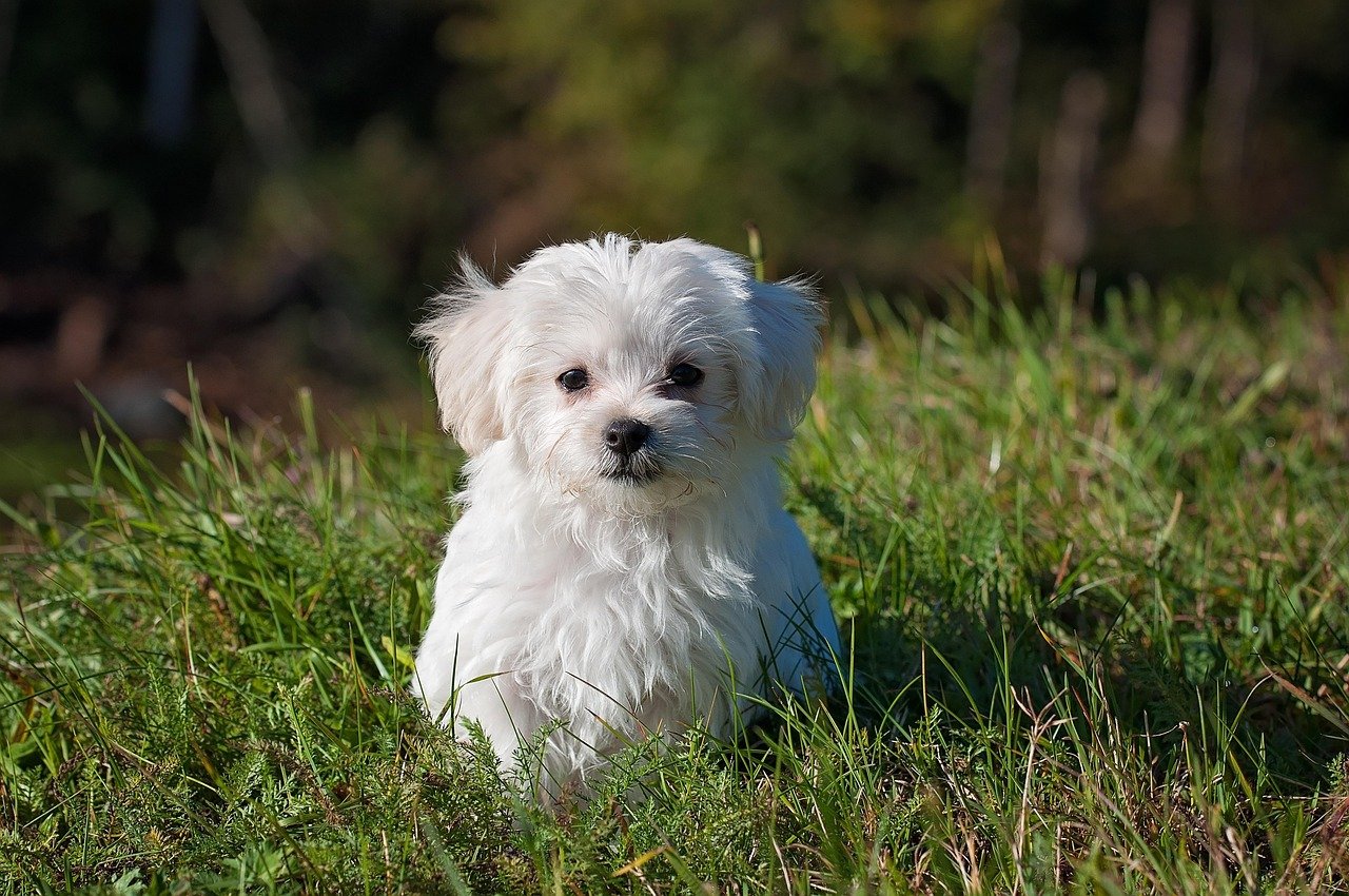 Maltese Dogs: Ancient Elegance That Endures (image credits: pixabay)