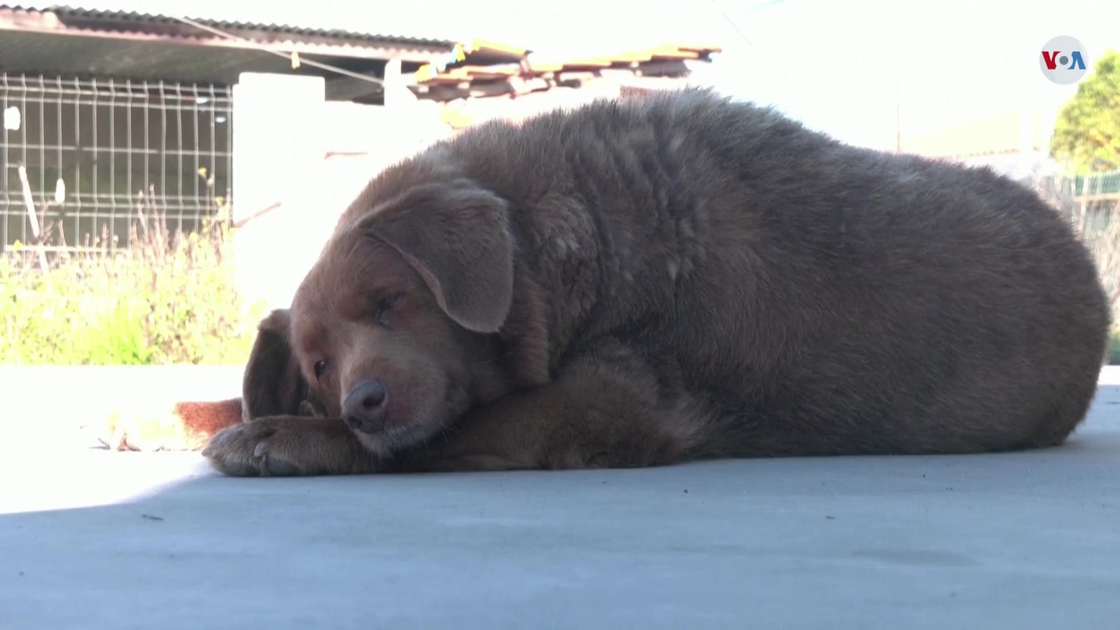 The Controversy That Rocked the Dog World (image credits: Voz de America (es), Public domain, https://commons.wikimedia.org/w/index.php?curid=132008897)