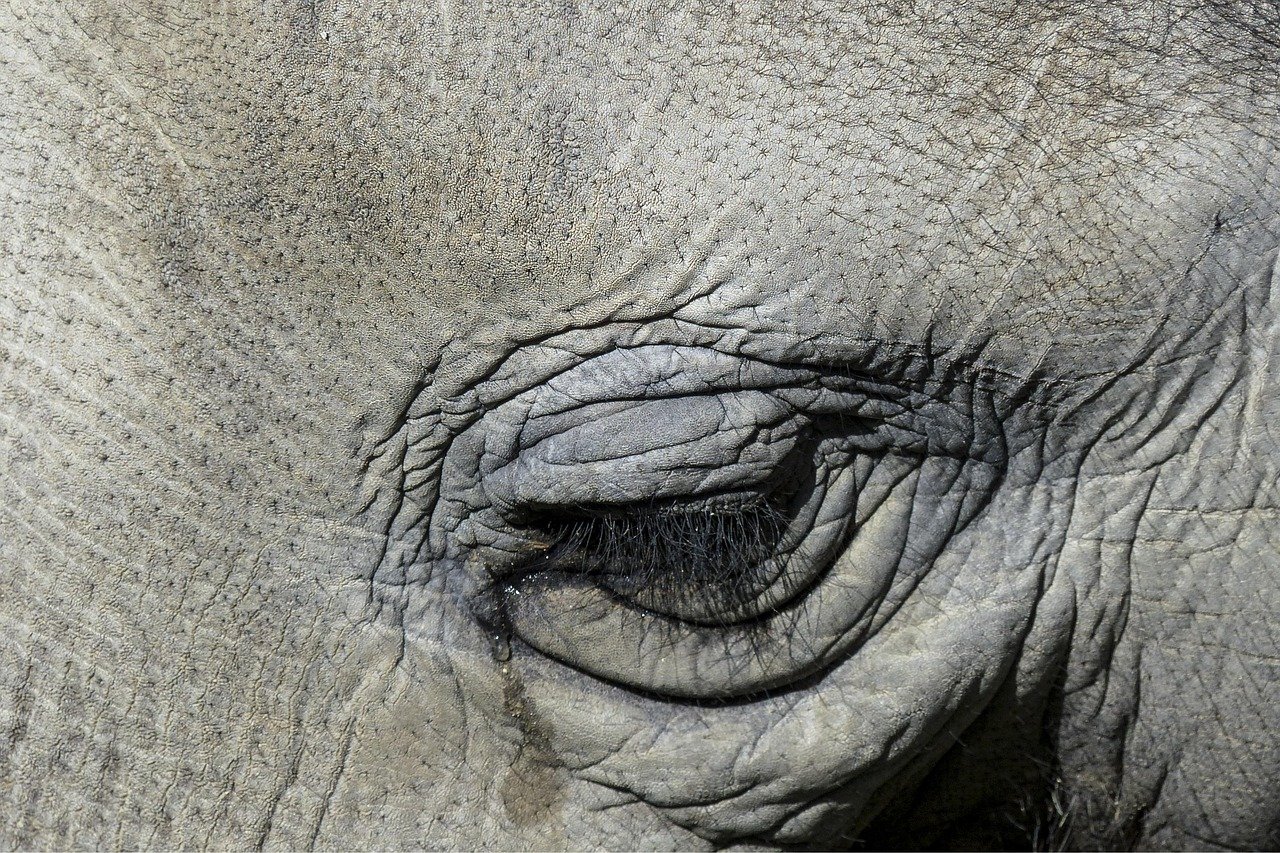 The Mystery Behind Giant Tears (image credits: pixabay)