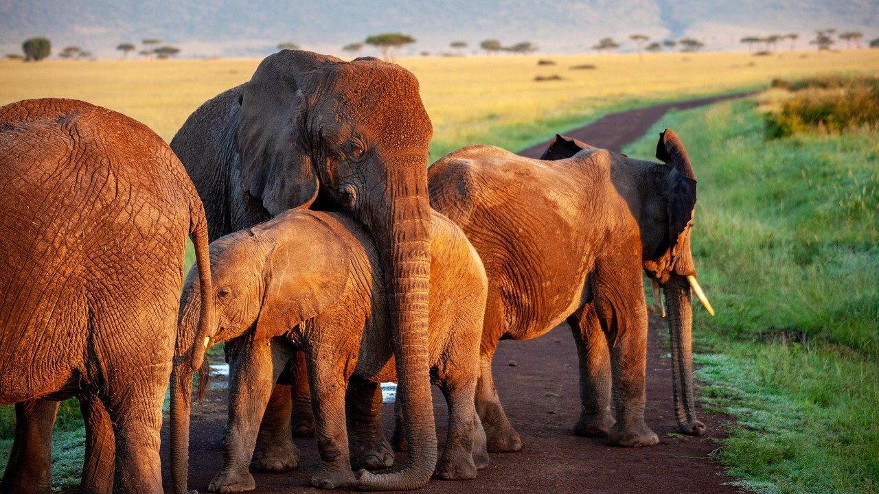 The Science of Elephant Emotion (image credits: pixabay)