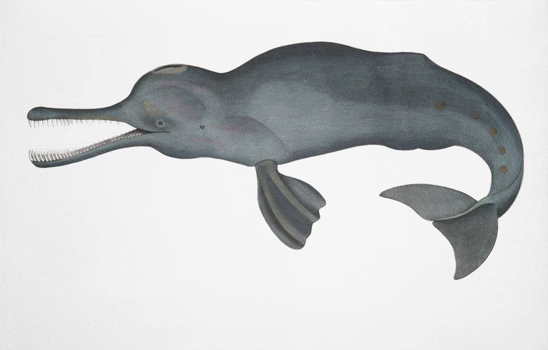 Livyatan Melvillei - The Whale That Hunted Whales (image credits: unsplash)