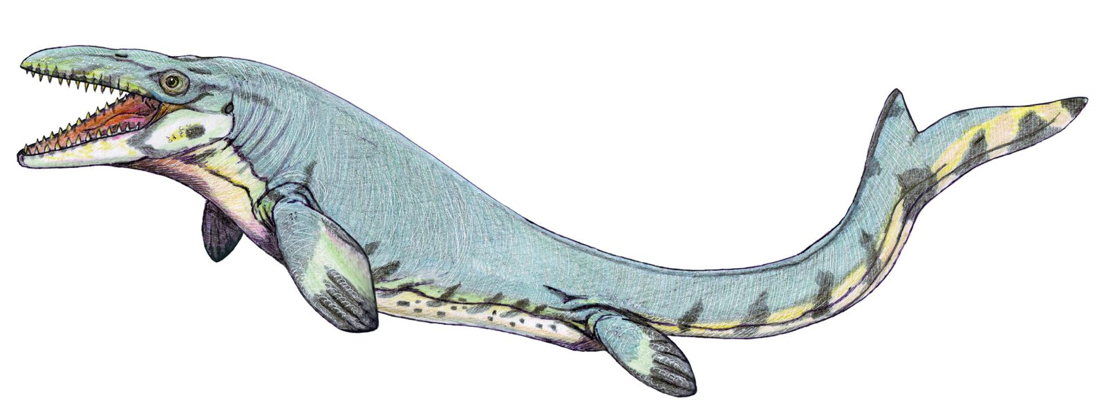 Mosasaurus - The Ocean's Ultimate Apex Predator (image credits: dmitrchel@mail.ru, CC BY 3.0, https://commons.wikimedia.org/w/index.php?curid=4337575)