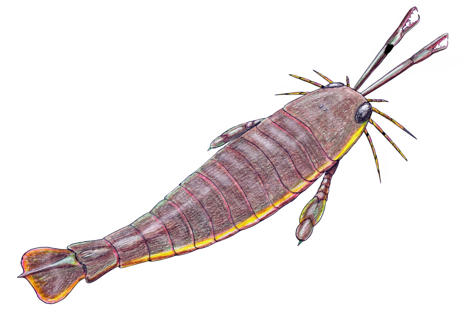 Jaekelopterus - The Giant Sea Scorpion (image credits: wikimedia)