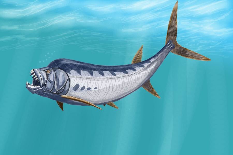 Xiphactinus - The Fanged Harpoon Fish (image credits: wikimedia)