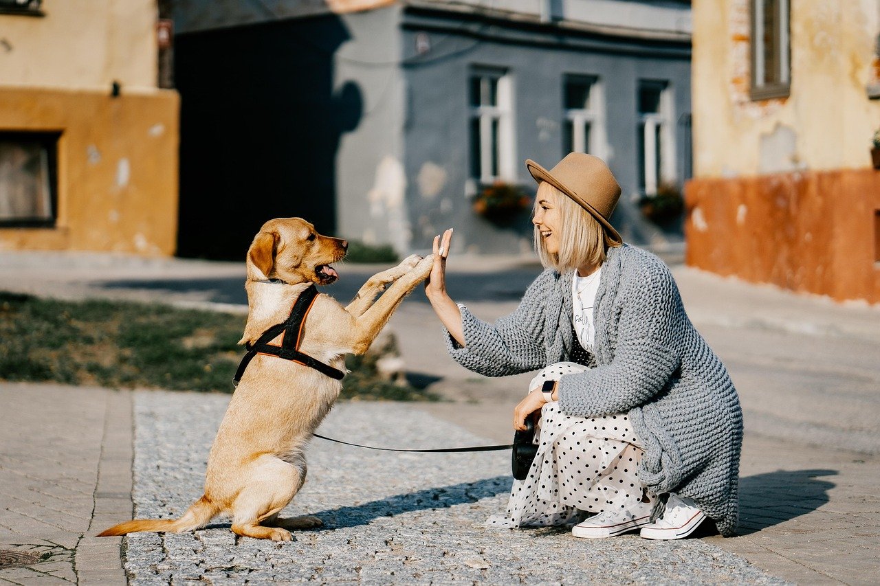 The Stress-Busting Superpower: How Dogs Help Us Heal (image credits: pixabay)