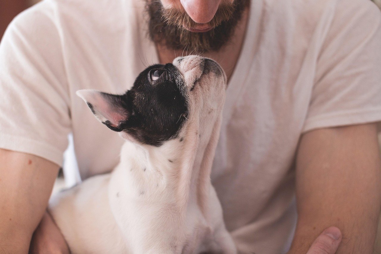 Beyond Wolves: What Makes Dogs Different (image credits: pixabay)
