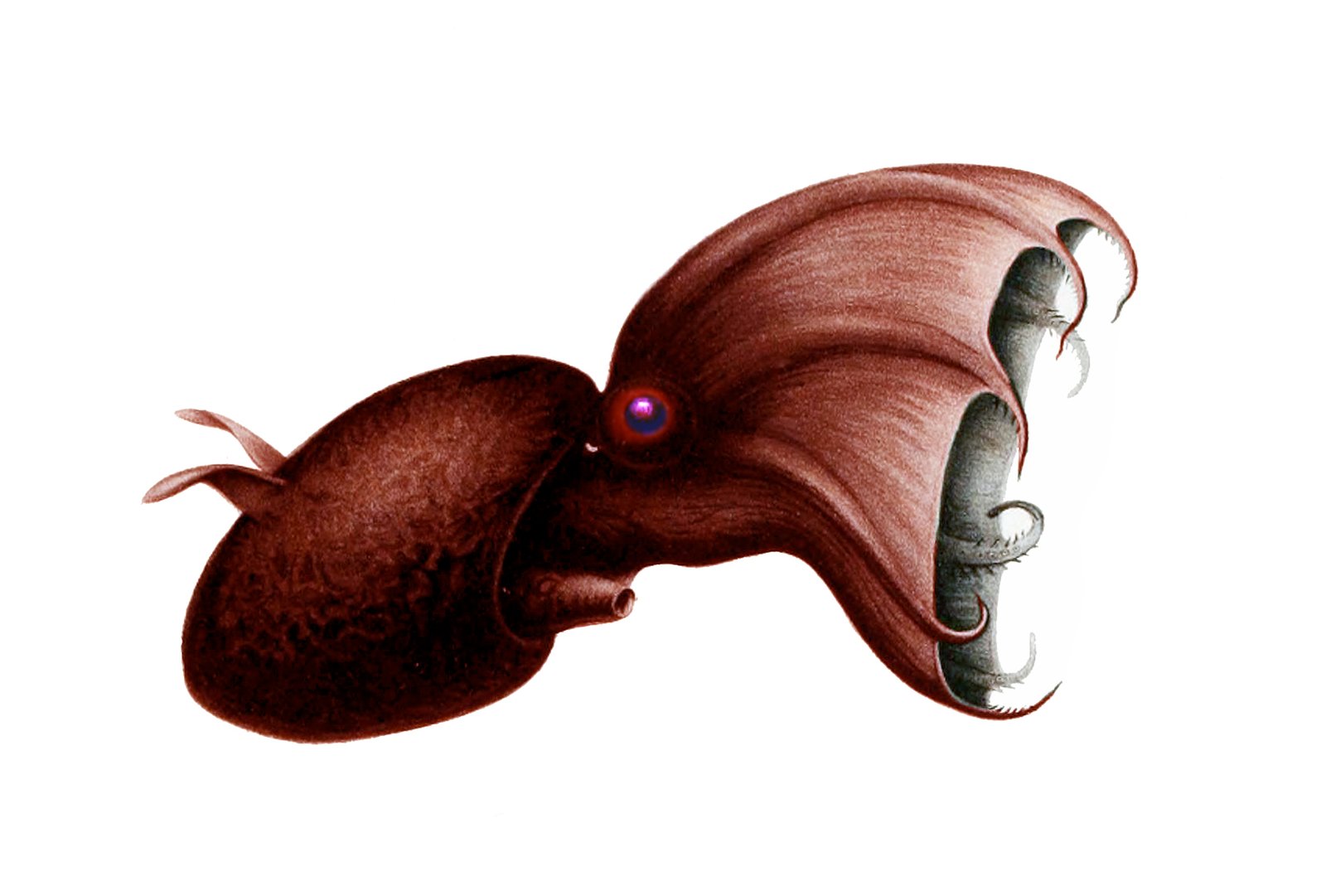 The Vampire Squid - Neither Vampire Nor Squid (image credits: wikimedia)