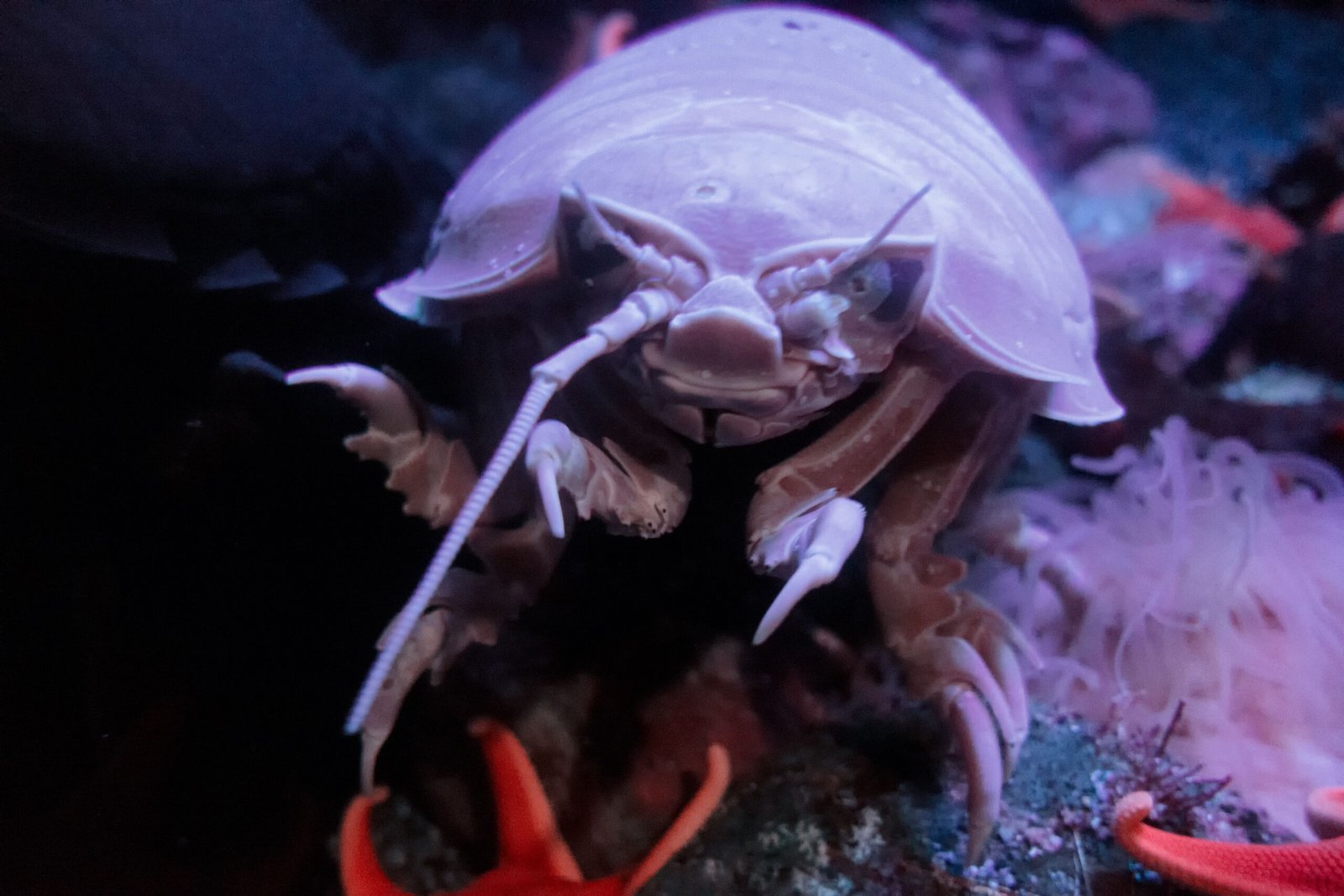 Giant Isopods - Ocean's Armored Tanks (image credits: wikimedia)