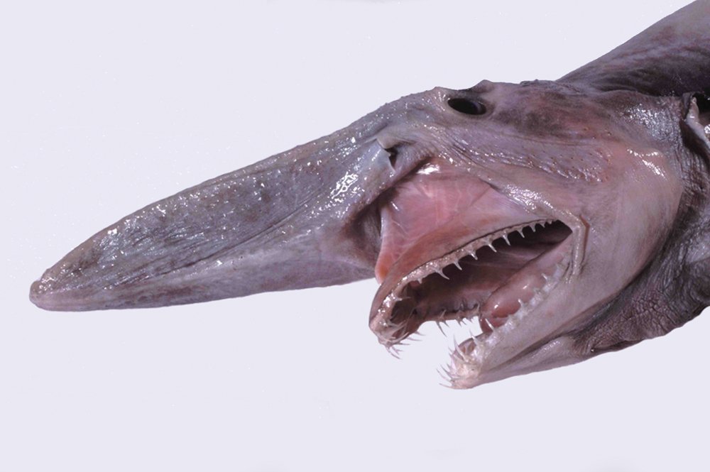 Goblin Shark - Living Nightmare from the Deep (image credits: wikimedia)