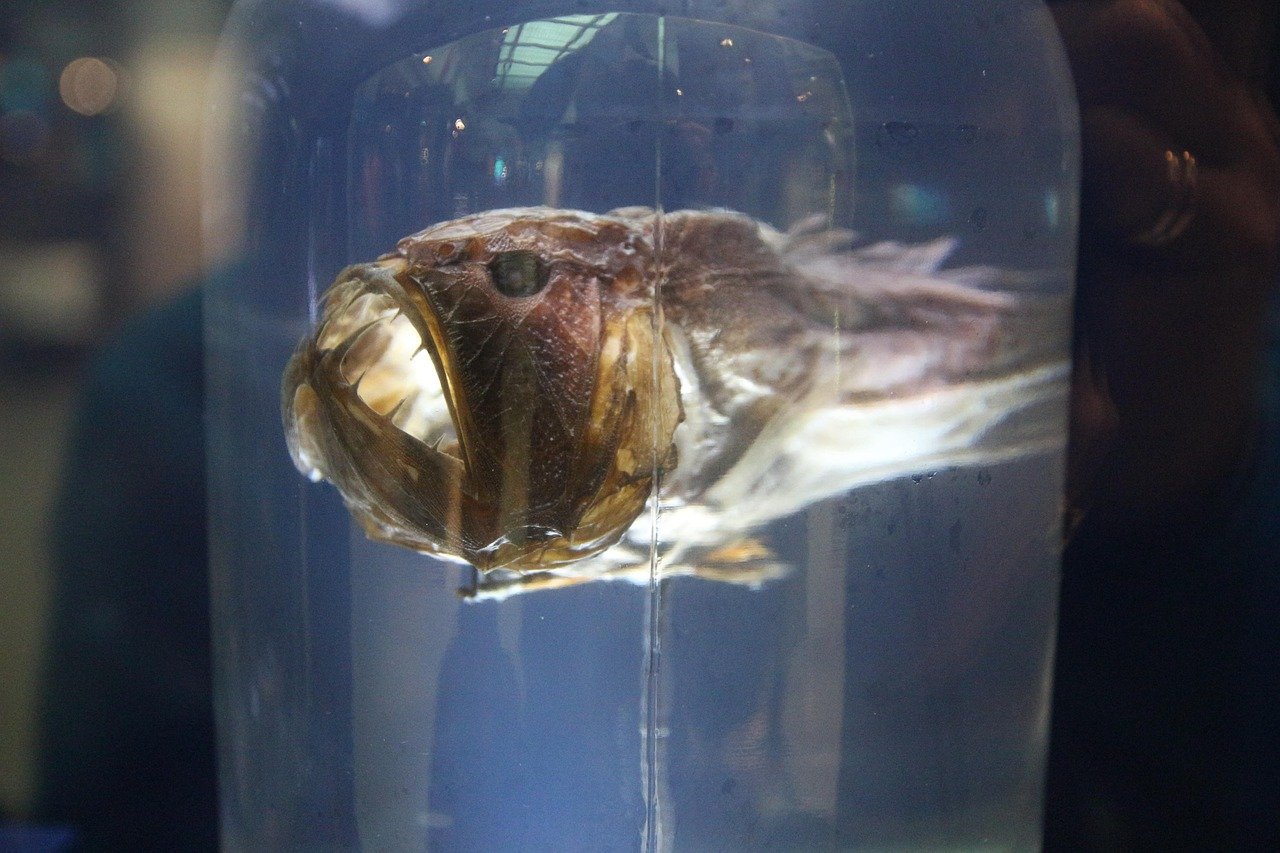 Anglerfish - Master of Deception (image credits: pixabay)