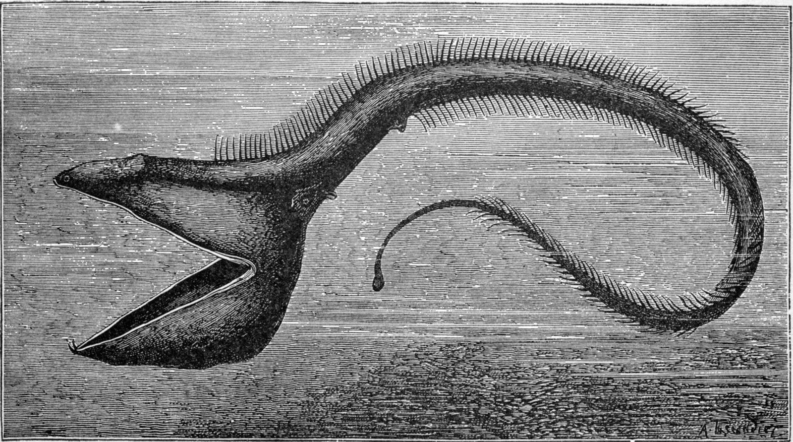 Gulper Eel - The Ocean's Ultimate Stretch Mouth (image credits: wikimedia)