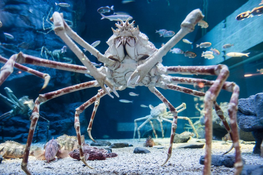 Giant Spider Crab - Eight-Legged Ocean Giant (image credits: flickr)