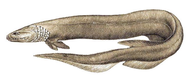 Frilled Shark - Living Fossil with a Bite (image credits: wikimedia)