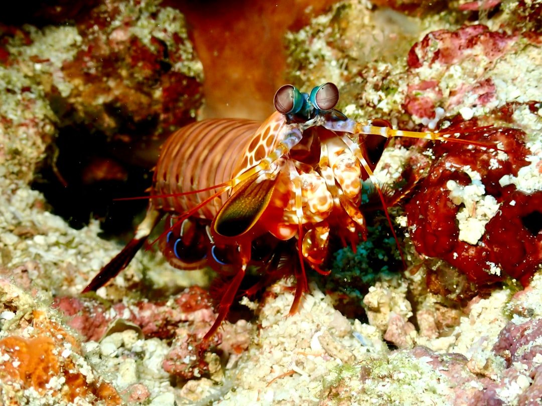 Mantis Shrimp - The Ocean's Boxing Champion (image credits: unsplash)