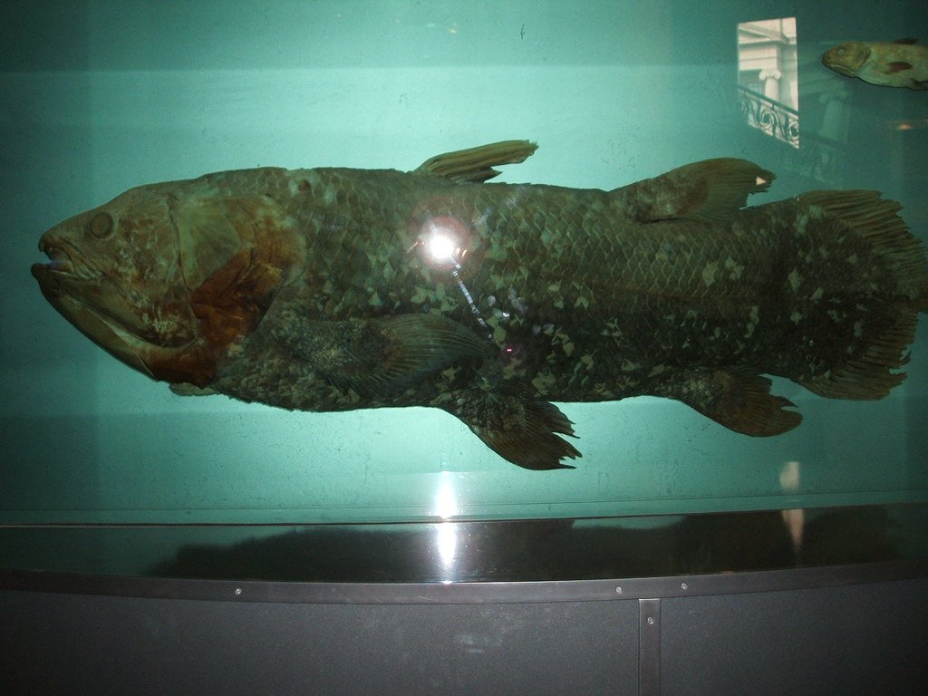 Coelacanth - The Fish That Time Forgot (image credits: flickr)