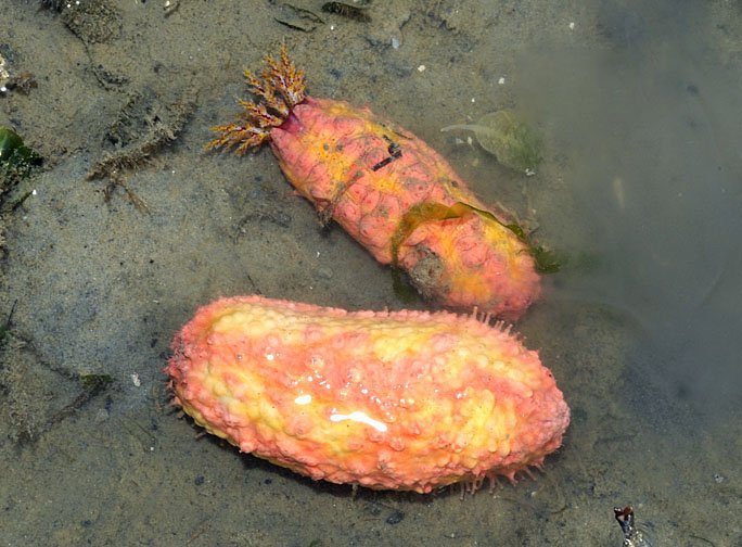 Pink See-Through Fantasia - Ocean's Living Ghost (image credits: wikimedia)