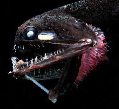 Stoplight Loosejaw Fish - The Ocean's Stealthiest Predator (image credits: wikimedia)