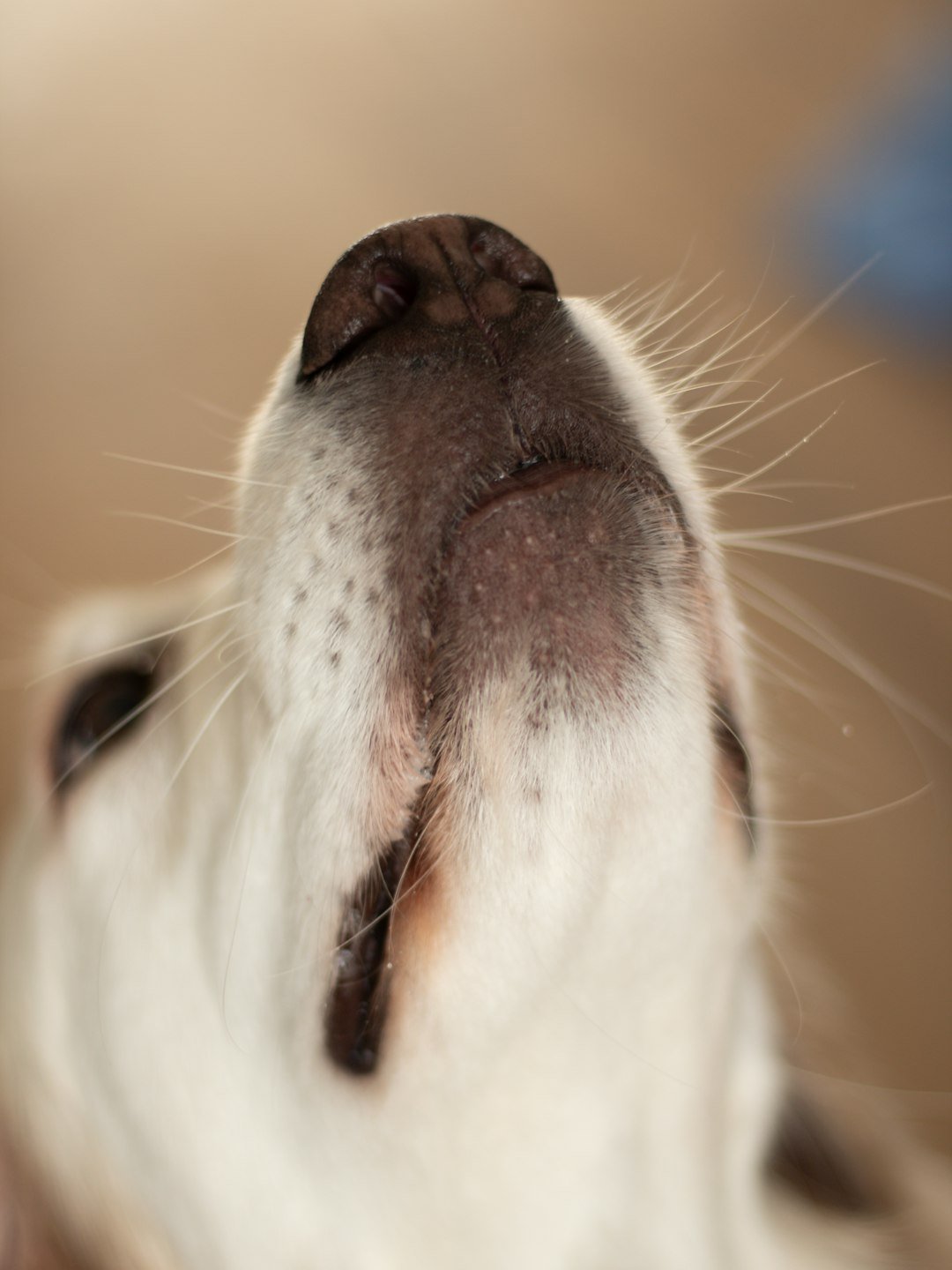 Inside the Nose (image credits: unsplash)