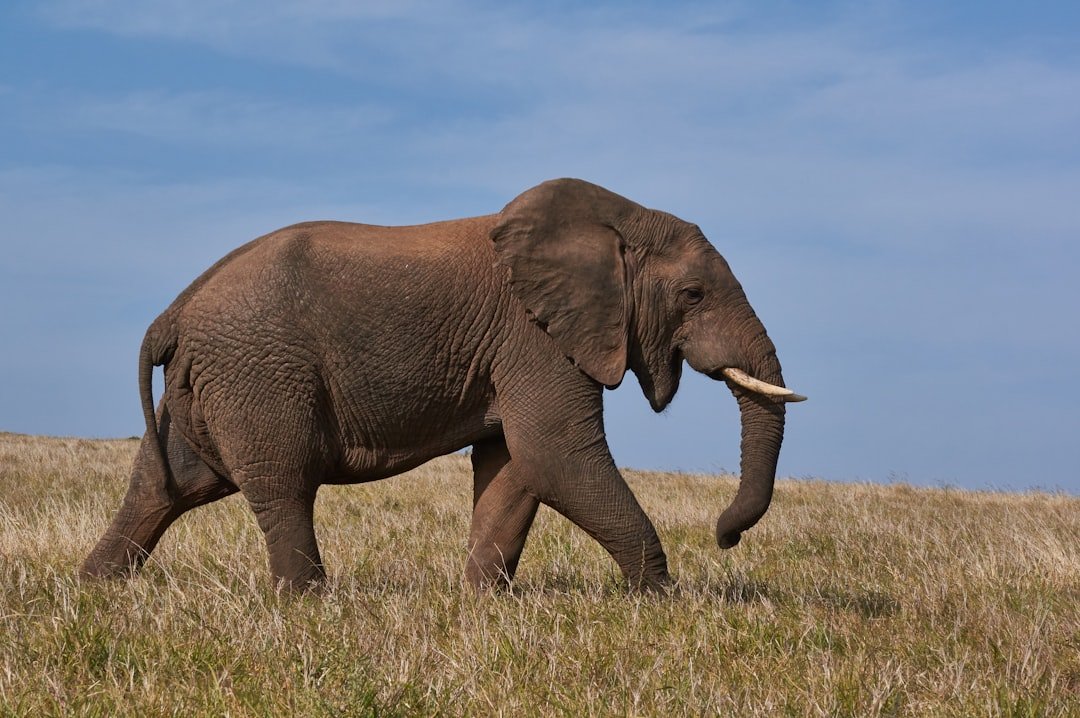 The Elephant in the Lab (image credits: unsplash)
