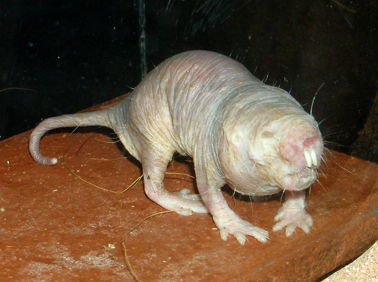 Underground Champions: Naked and Blind Mole-Rats (image credits: wikimedia)