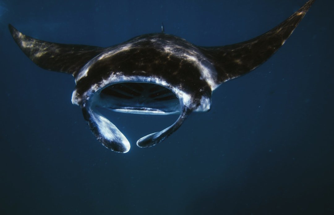 Leviathans and Night Fliers: Whales and Bats (image credits: unsplash)