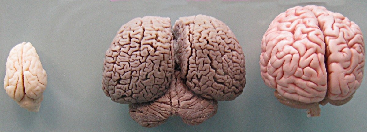 Inside the Dolphin Mind (image credits: wikimedia)