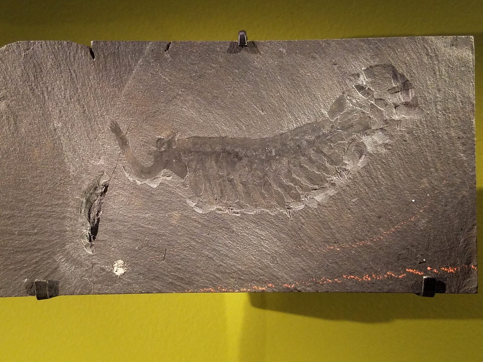 Opabinia regalis: The five-eyed hunter with a hose-like trunk (image credits: wikimedia)