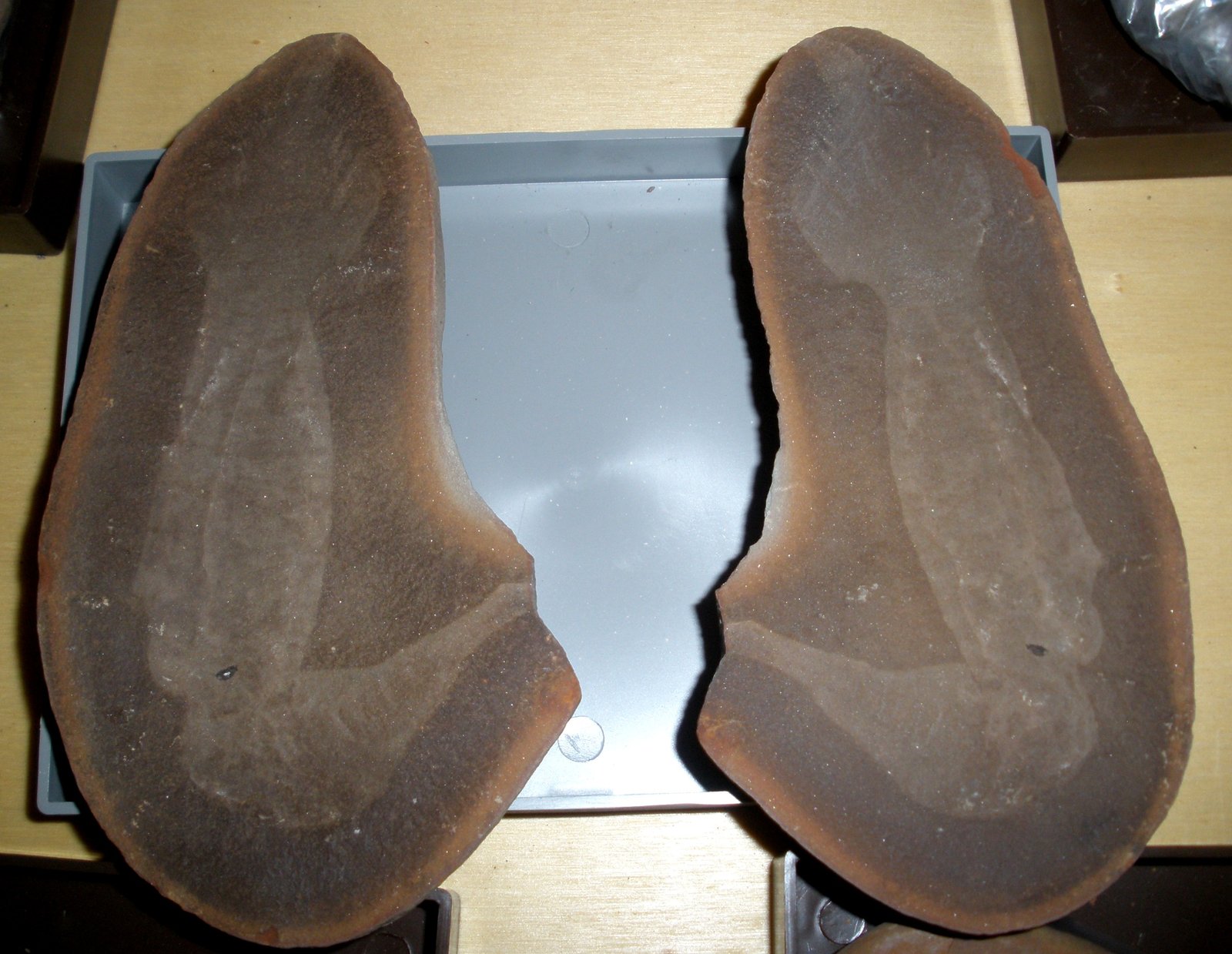 Tullimonstrum gregarium: Illinois’ shape-shifting enigma (image credits: wikimedia)