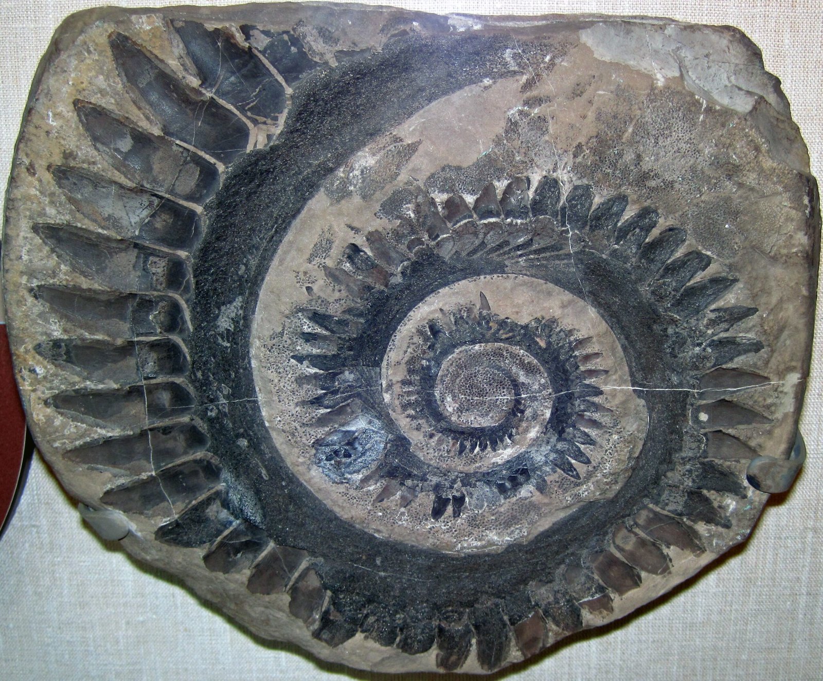 Helicoprion: The buzz-saw smile of the Permian seas (image credits: wikimedia)