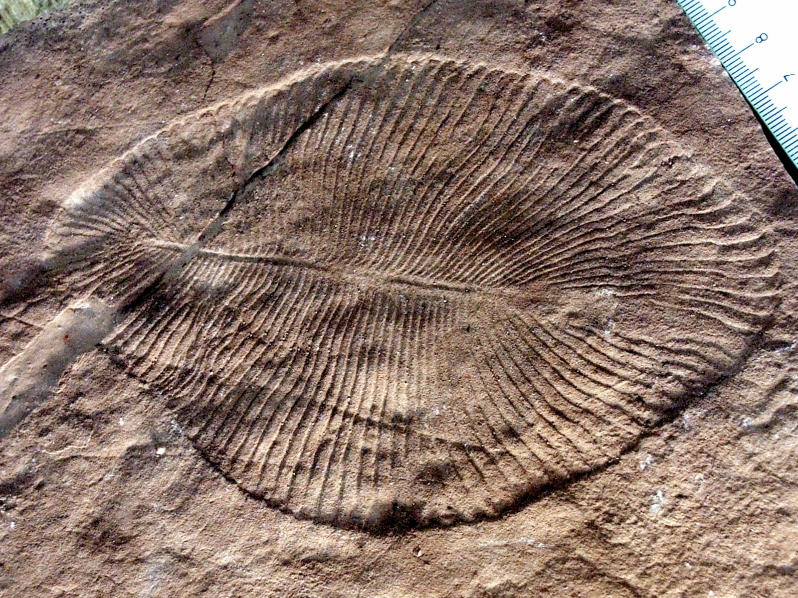 Dickinsonia: The quilted mystery that may be one of the oldest animals (image credits: wikimedia)