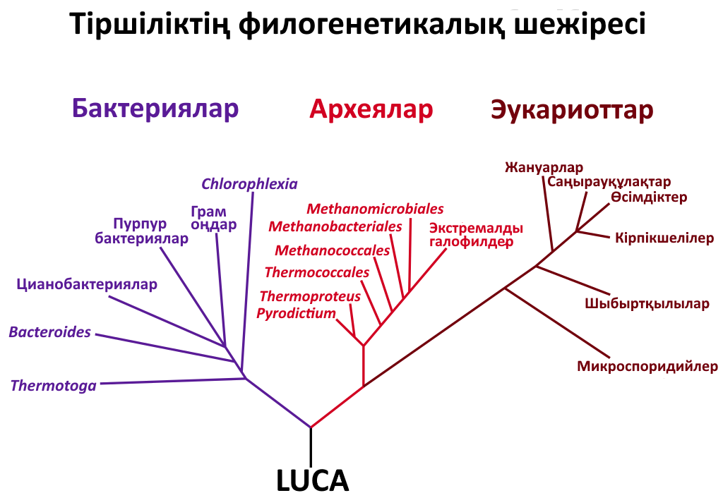 Why It Matters: What these misfits reveal about life’s playbook (image credits: wikimedia)