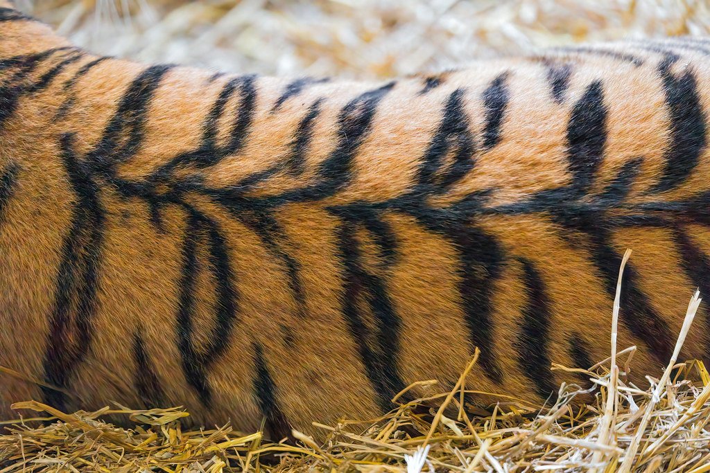 Alan Turing's Revolutionary Pattern Theory (image credits: flickr)