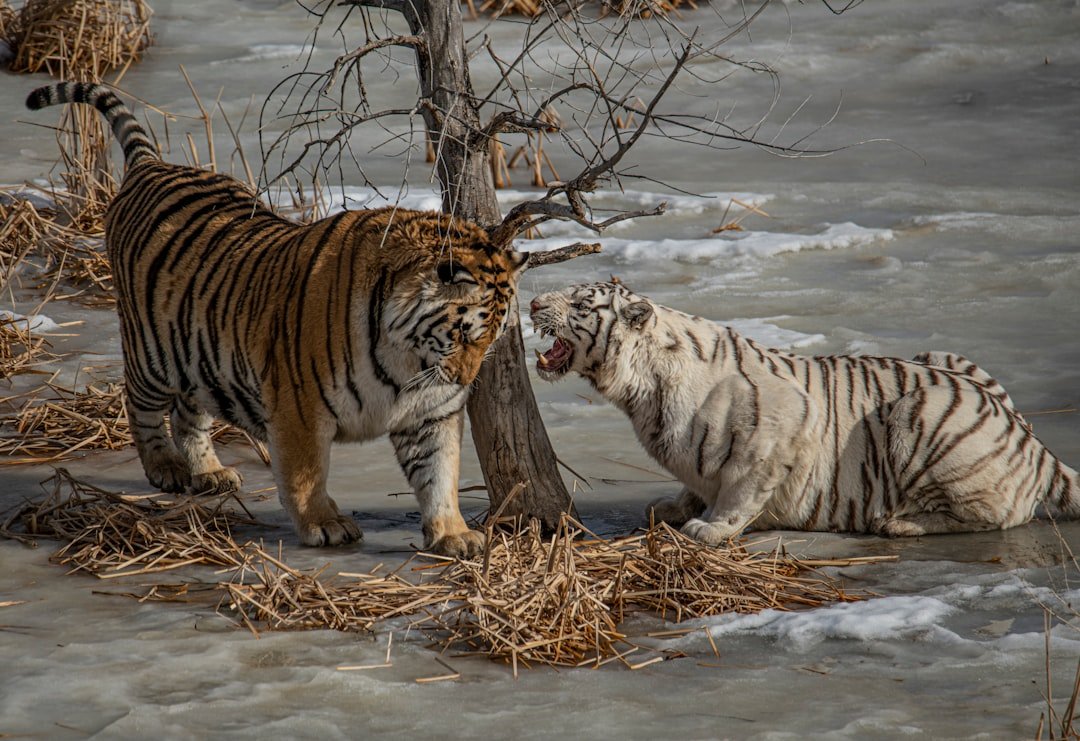 Why Some Tigers Look Different: Genetic Variants (image credits: unsplash)