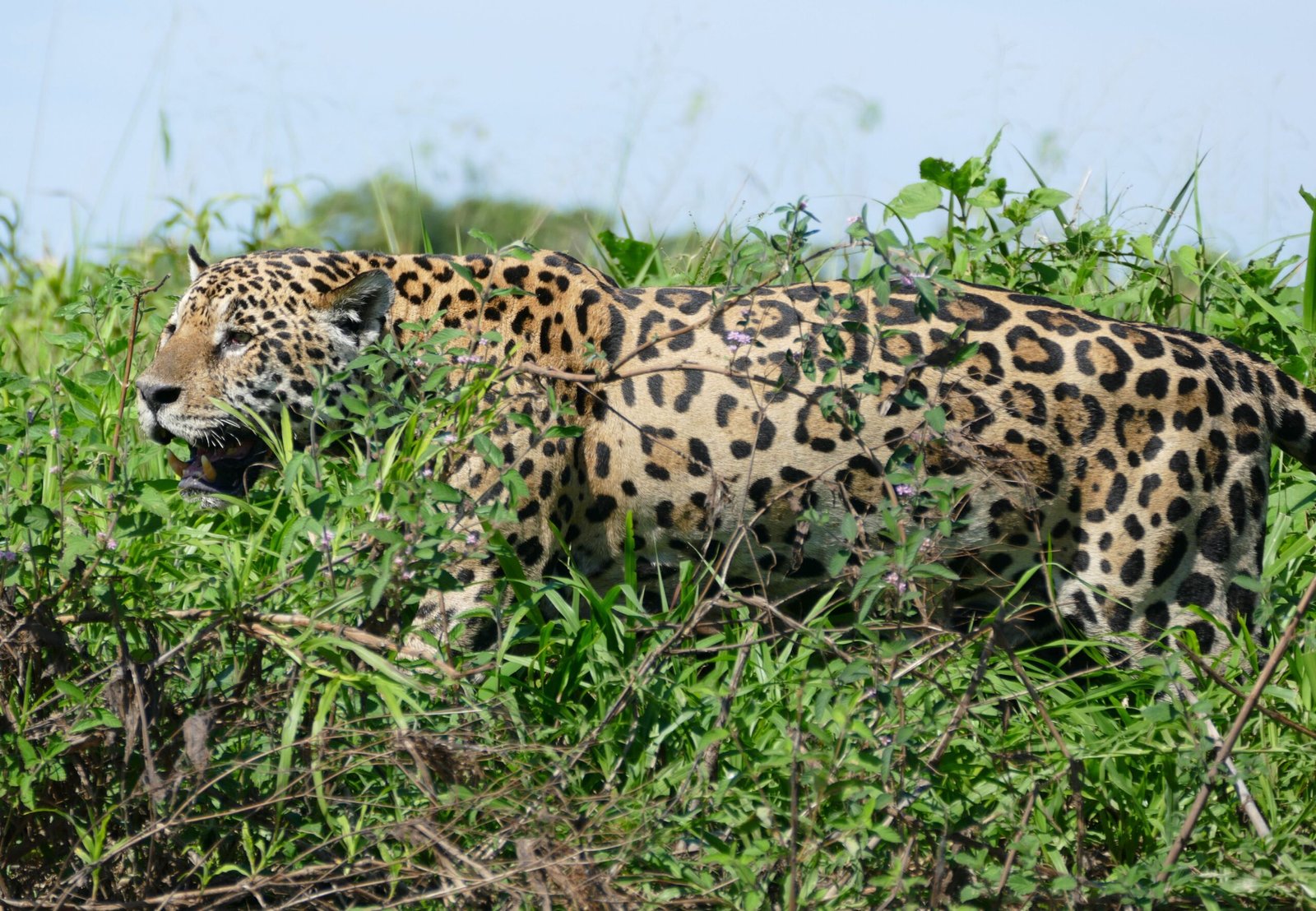 The Unique Killing Method That Sets Jaguars Apart (image credits: wikimedia)