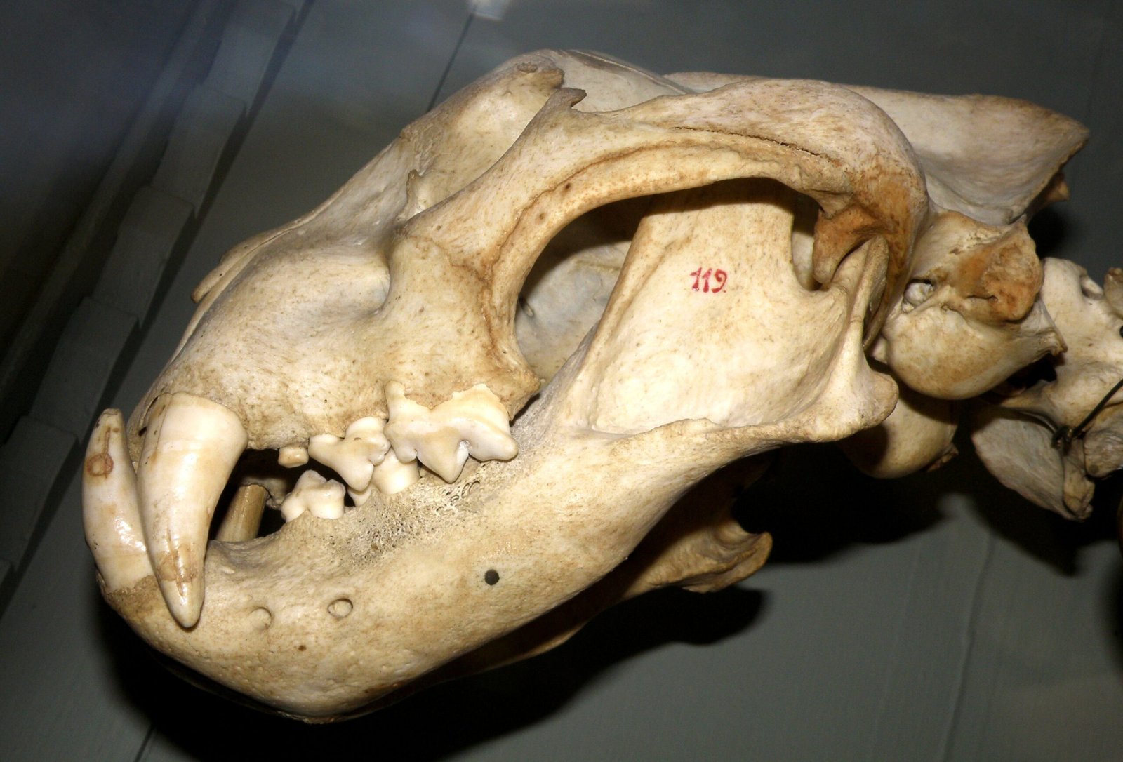 Evolutionary Origins and Ancient Adaptations (image credits: wikimedia)