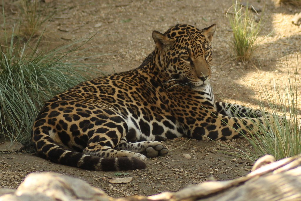 Comparative Advantage Over Other Big Cats (image credits: flickr)