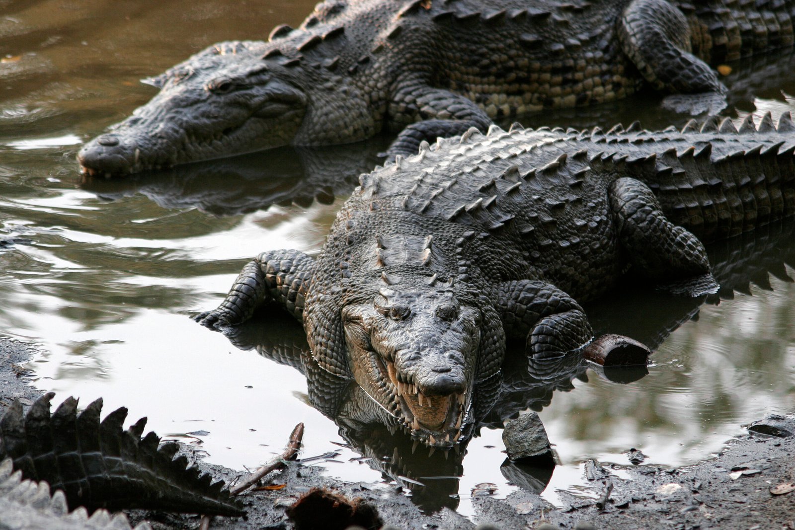 The Evolutionary Paradox of Living Fossils (image credits: wikimedia)
