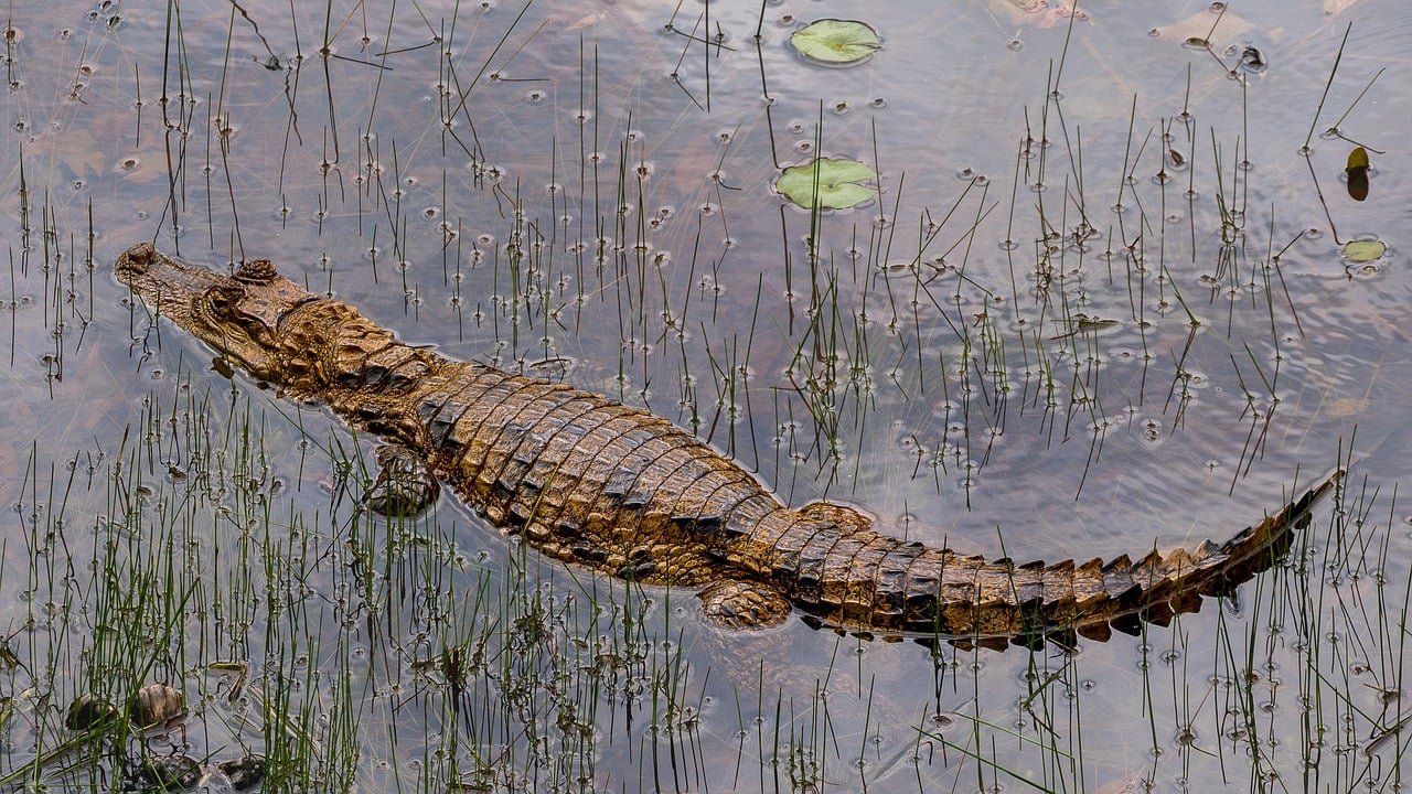 The Perfect Amphibious Design (image credits: pixabay)
