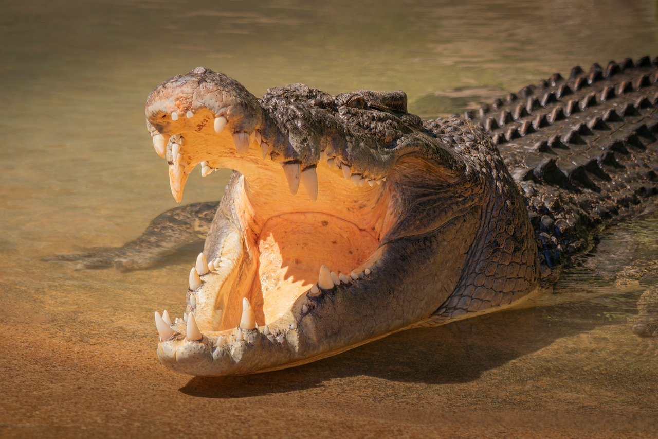 Bite Force Beyond Belief (image credits: pixabay)