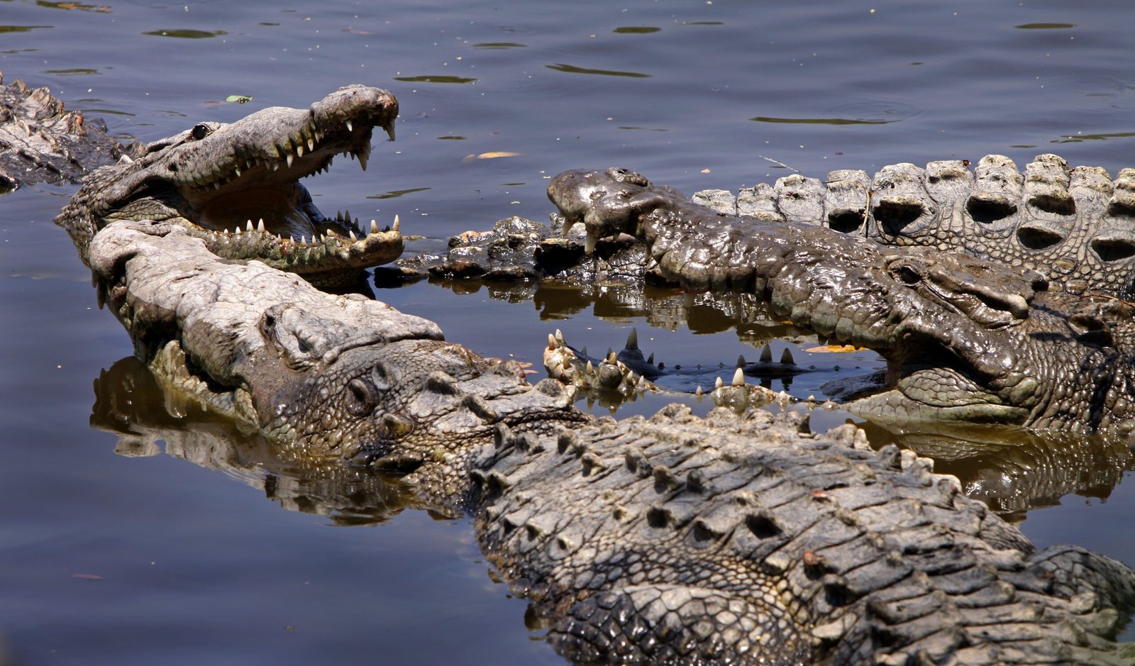 Temperature-Driven Evolution (image credits: By Tomas Castelazo, CC BY-SA 3.0, https://commons.wikimedia.org/w/index.php?curid=15052667)