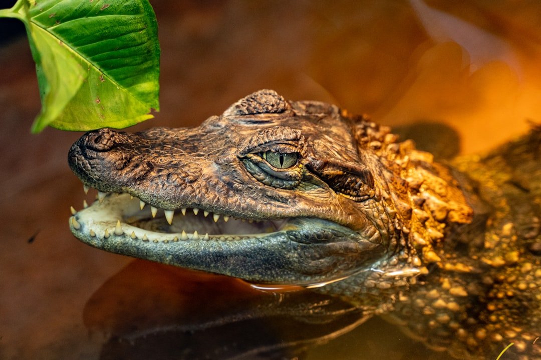 Hidden Evolutionary Diversity (image credits: unsplash)