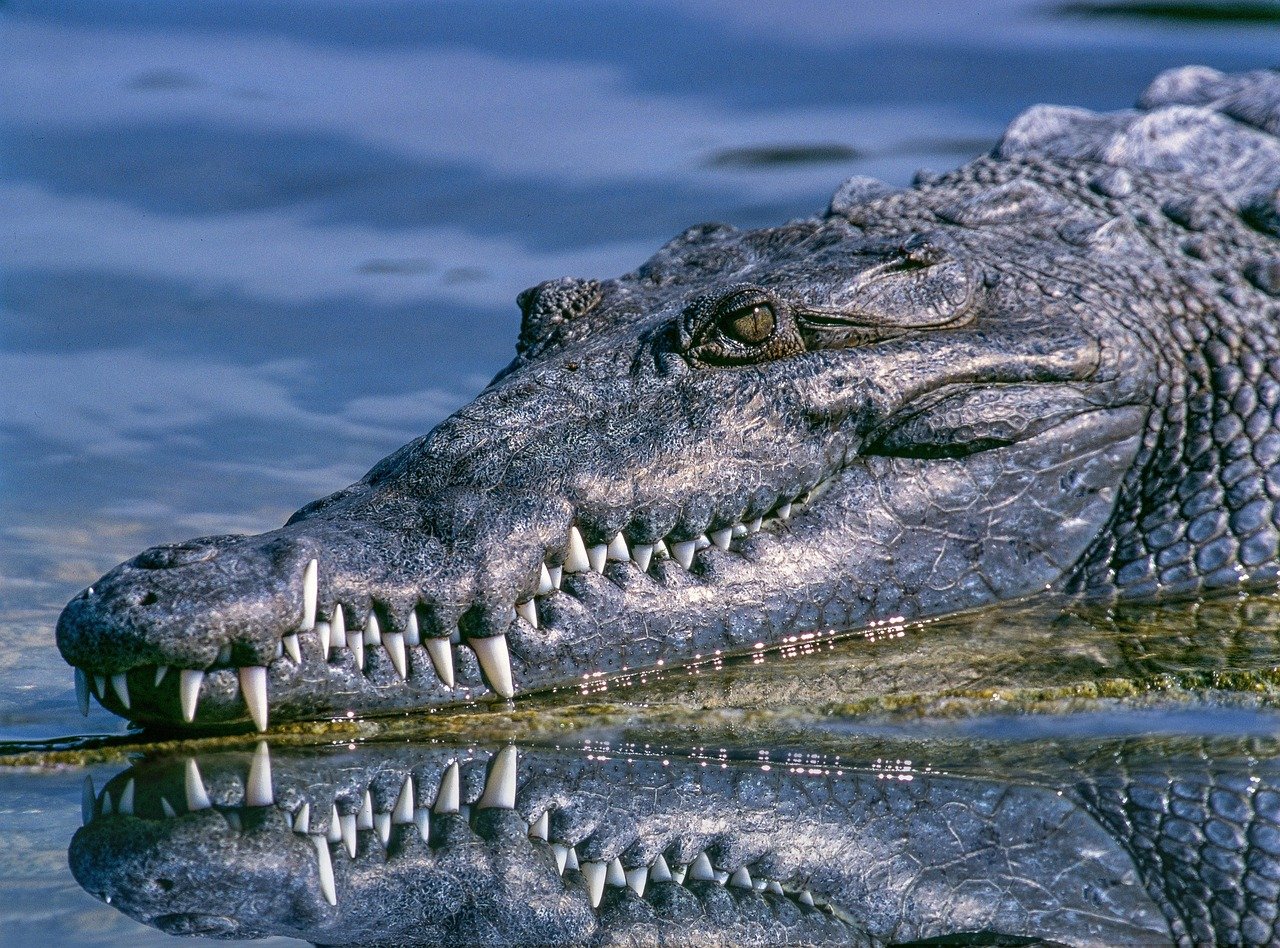 The Future of Crocodilian Evolution (image credits: pixabay)
