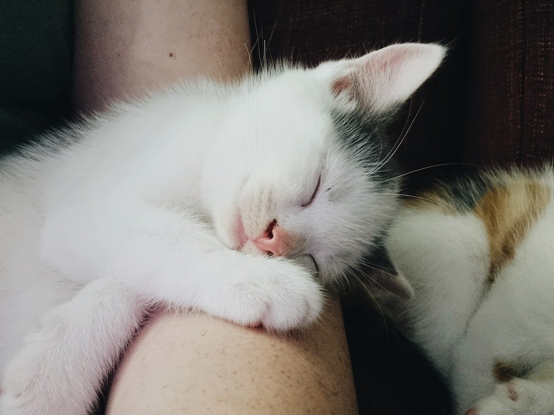 Birds, Mammals, and the Memory Connection (image credits: unsplash)