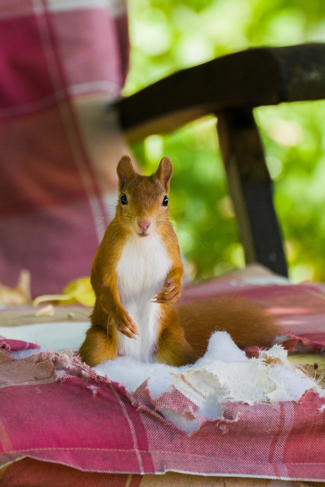 Global Perspectives on Animal Consciousness (image credits: unsplash)