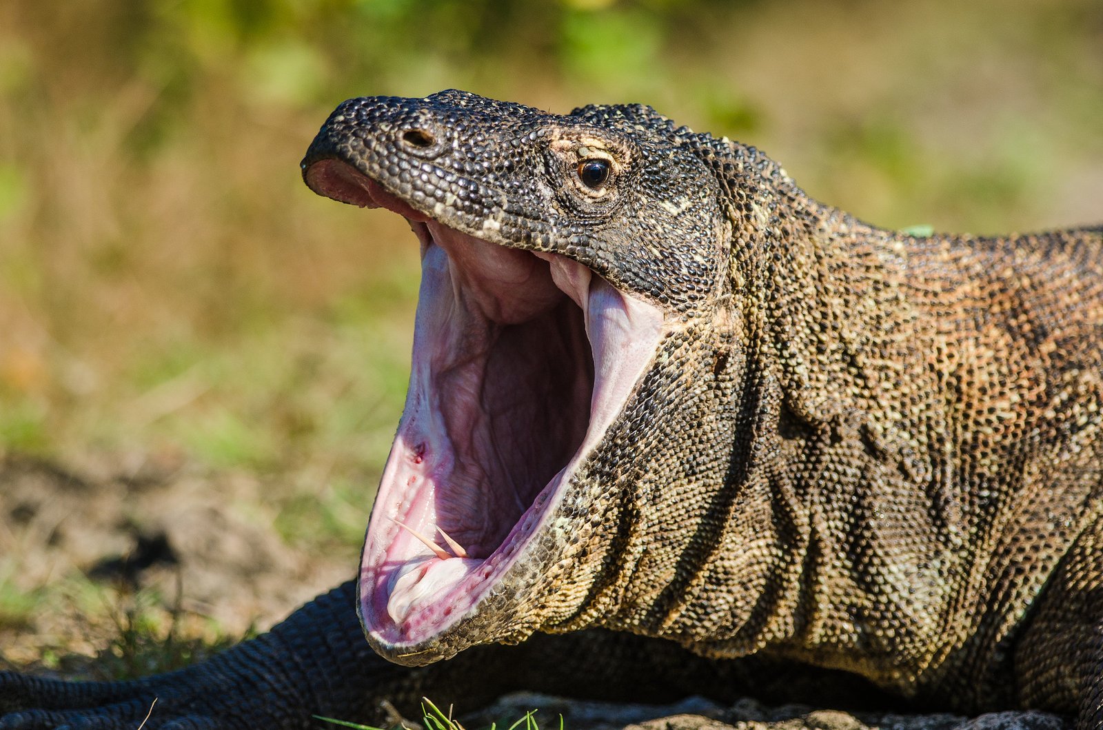 Their Teeth Are Identical to Extinct Dinosaur Predators (image credits: wikimedia)