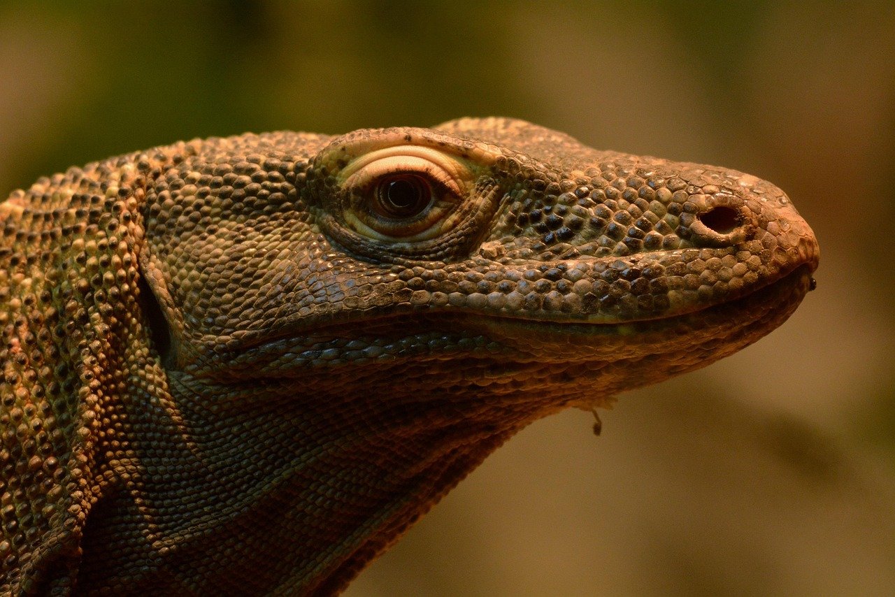 They're Actually Living Fossils from a Lost World (image credits: pixabay)